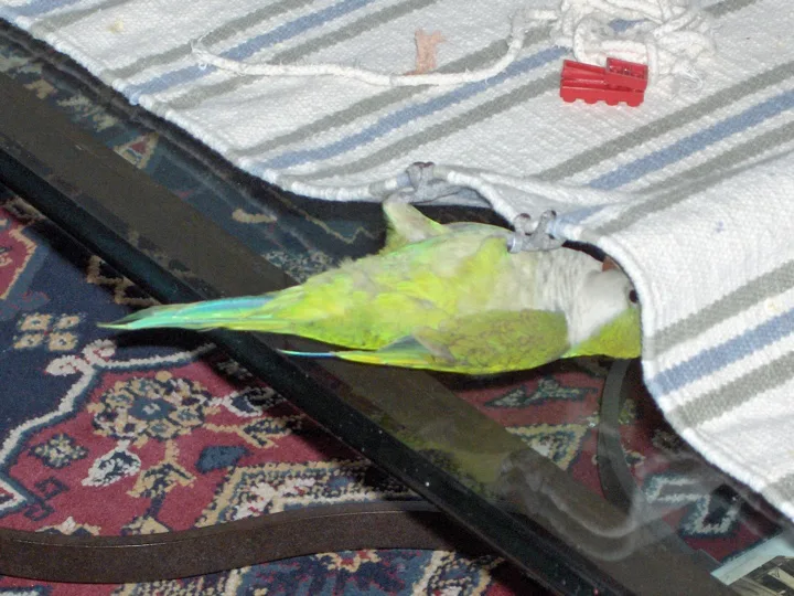 A small green parrot hiding his head under a tablecloth