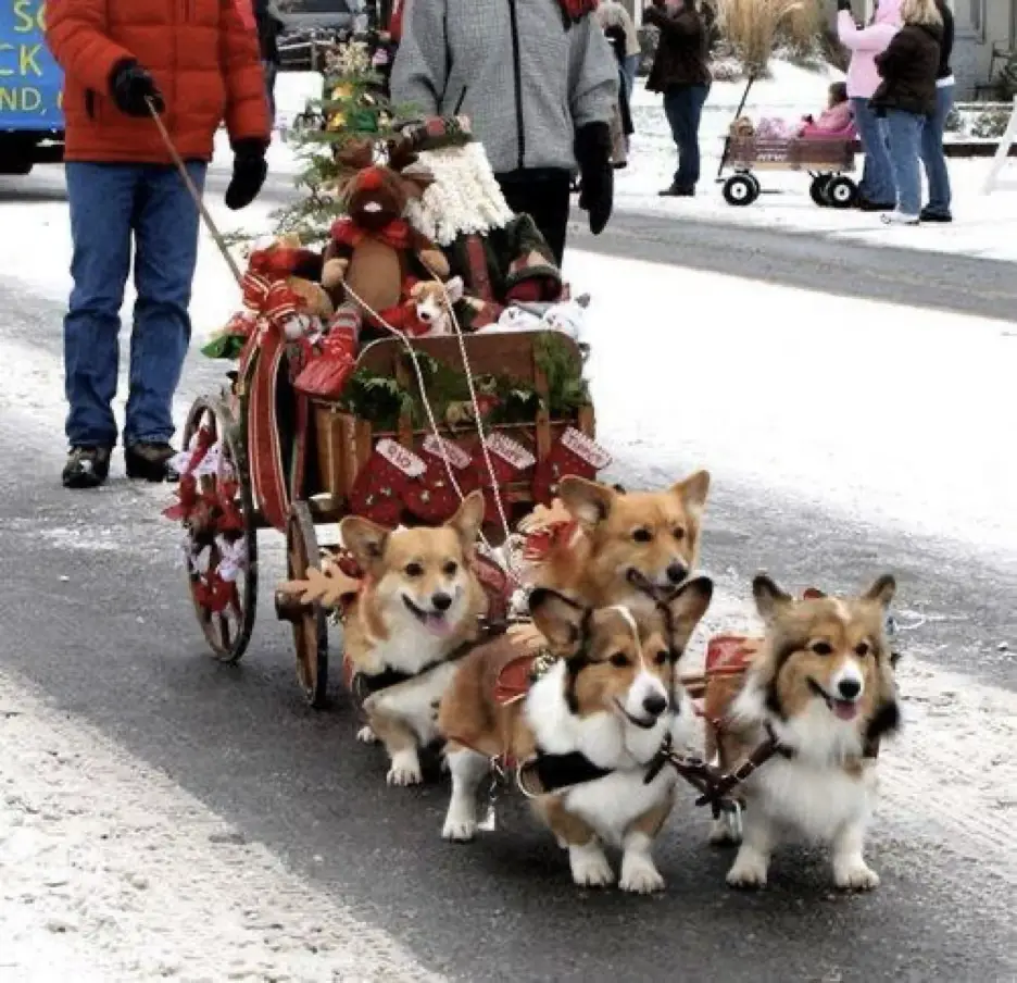 A sleigh on snow pulled by a team of cute corgis