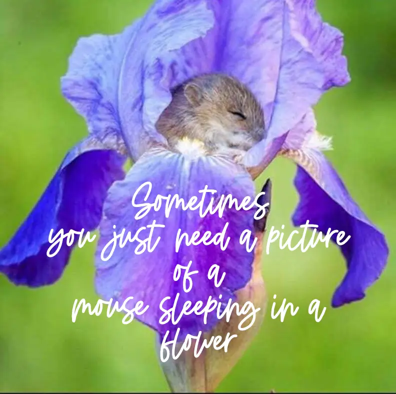 photo of a small mouse sleeping the an iris blossom with the test "sometimes you just need a picture of a mouse sleeping in a flower"