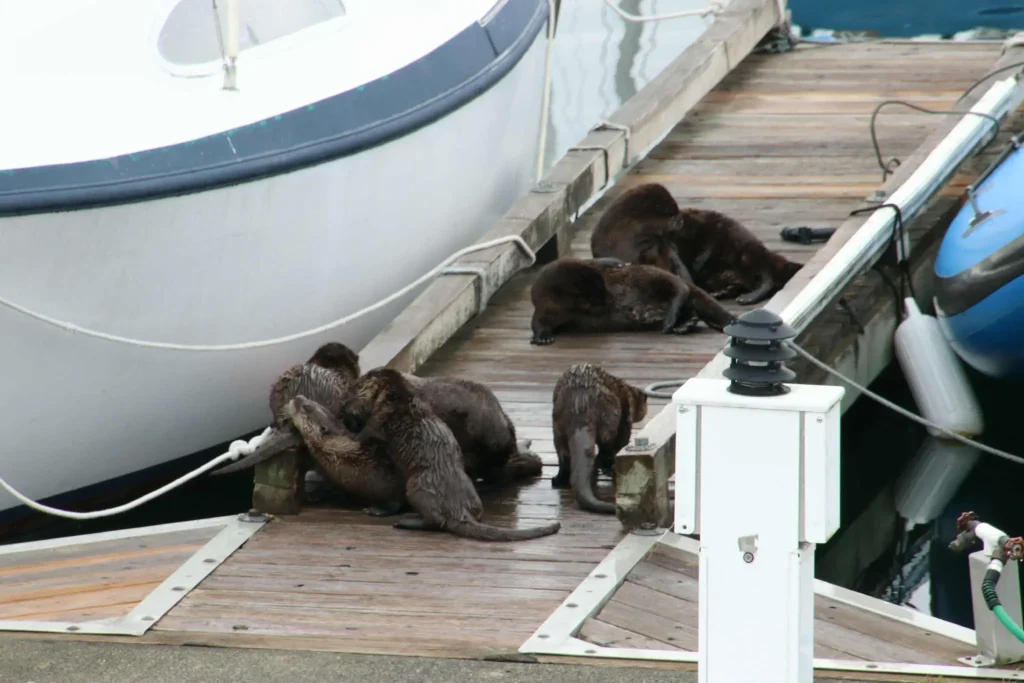 A family of otters on the dock at the Comox Marina