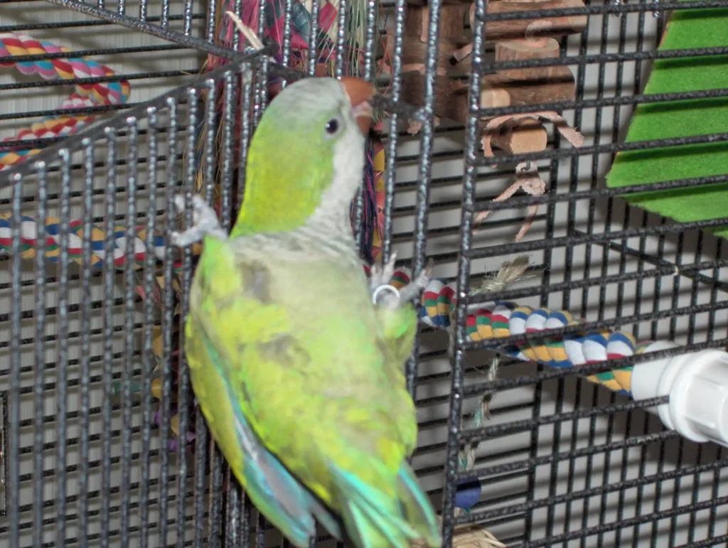 Tucker the acrobatic quaker parrot