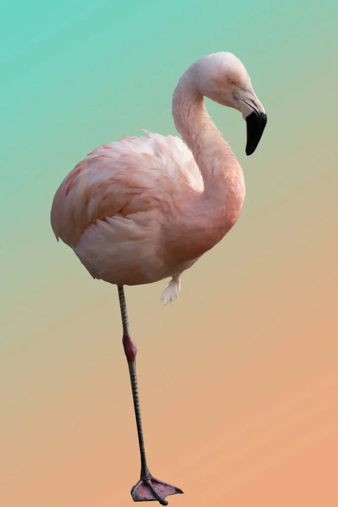 isolated image of pink flamingo standing on one foot