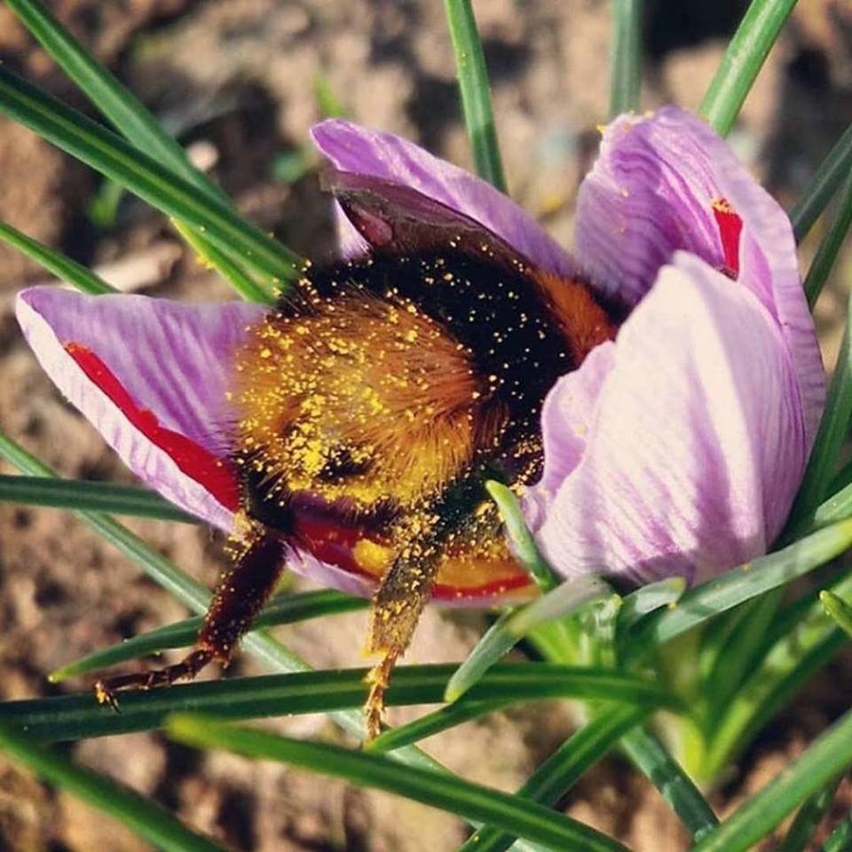 Pollen covered Bee in cherry tree