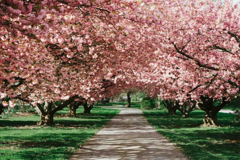 row of cherry blossom trees in full bloom