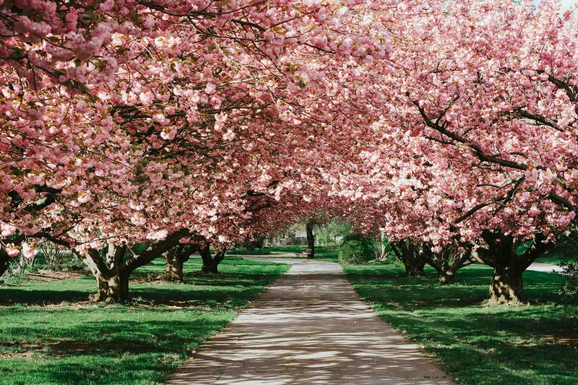 row of cherry blossom trees in full bloom